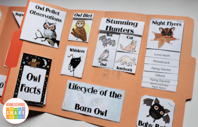 Nocturnal-Animals-Animal-Lapbook.png