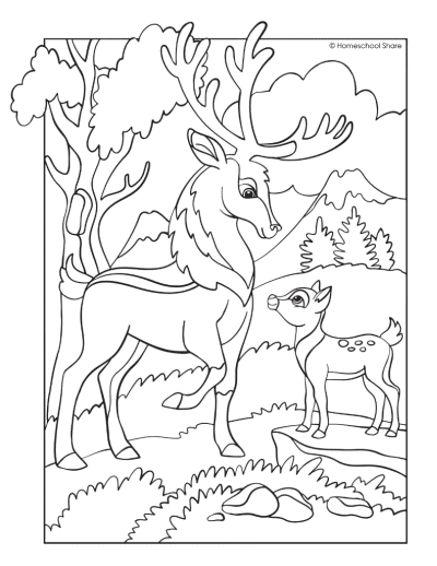 Forest Animal Coloring Pages - Homeschool Share