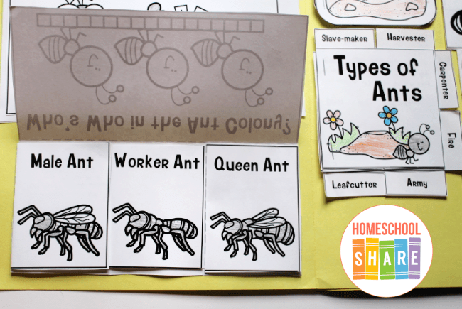 ANT COLONY Unit Study MINI Printable Ants Bundle Poster 