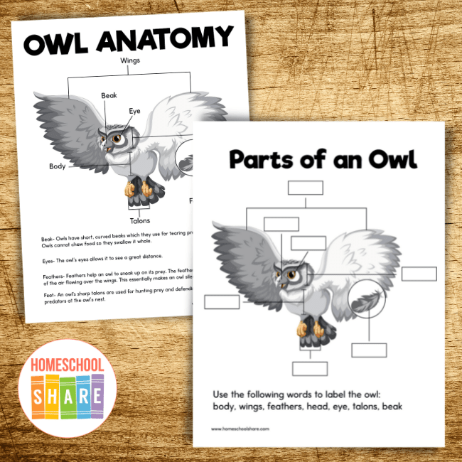 owl kindergarten worksheet