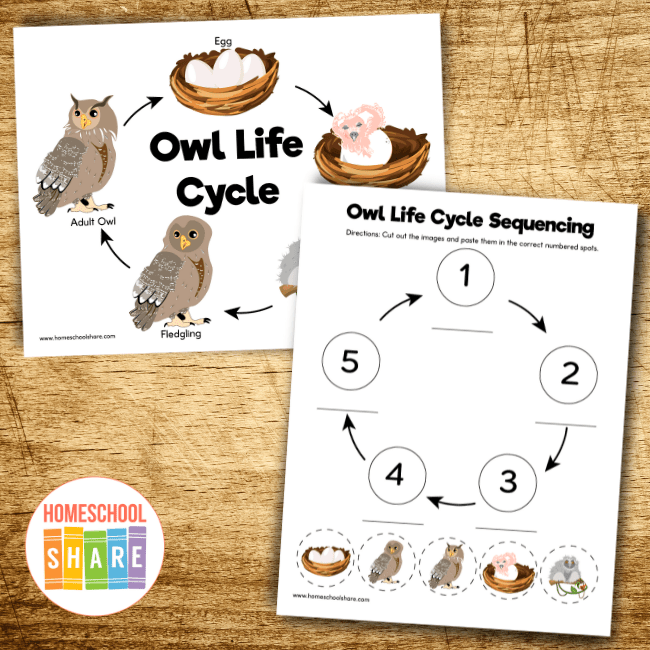 owl kindergarten worksheet