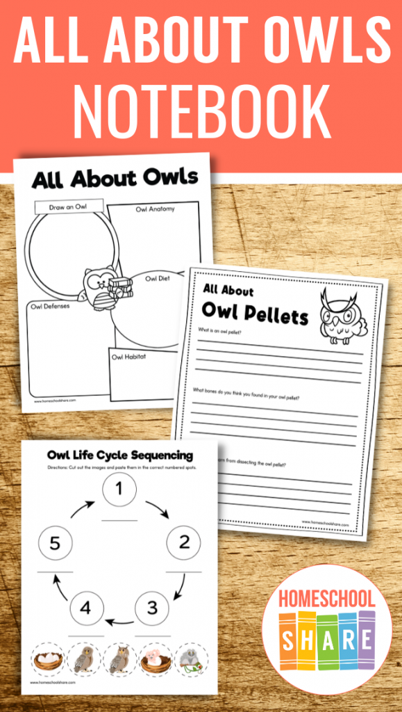 owl kindergarten worksheet