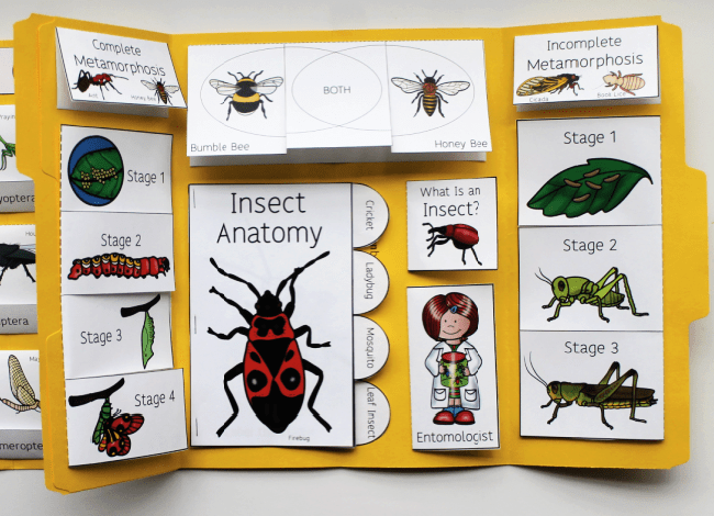 Insects Lapbook - Homeschool Share