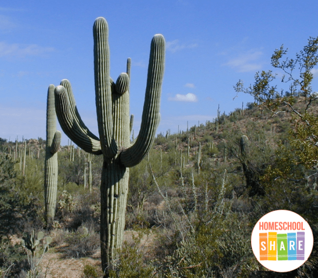 Free Saguaro Cactus Life Cycle Worksheet worksheet for Kids