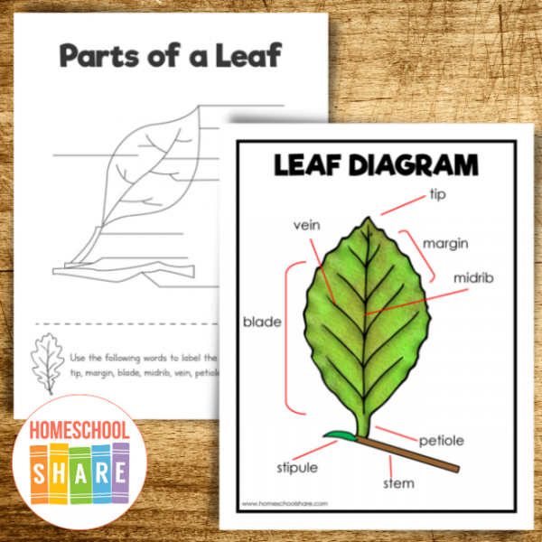 Printable Leaf Worksheets and Activities - Homeschool Share