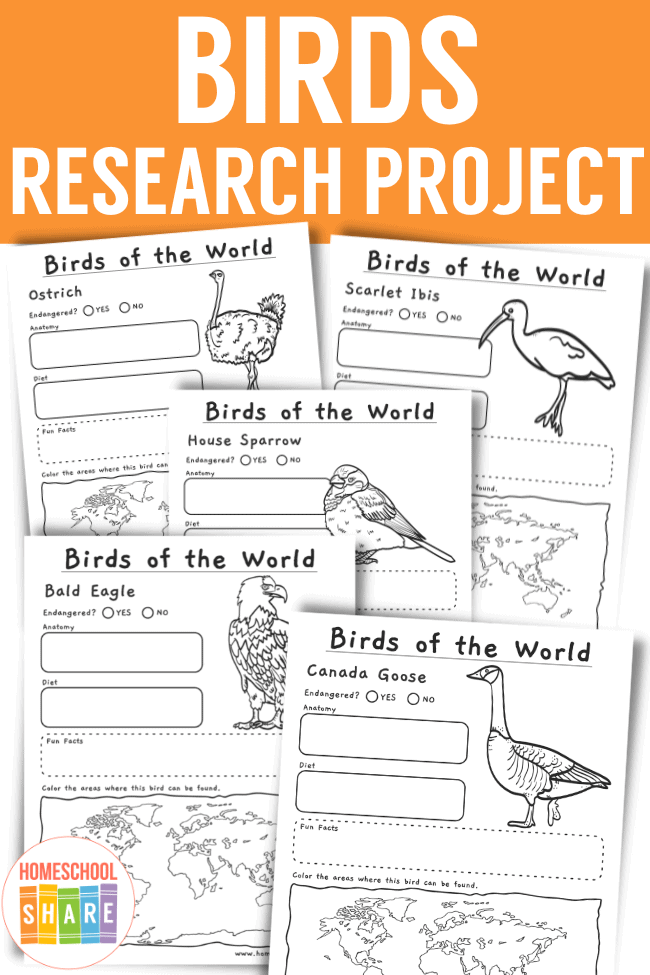 bird research worksheet