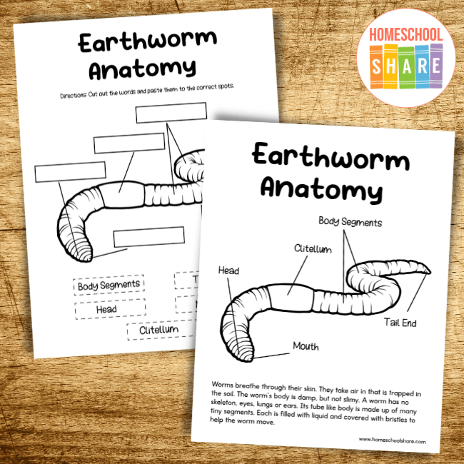 Earthworm Worksheets (free!) - Homeschool Share