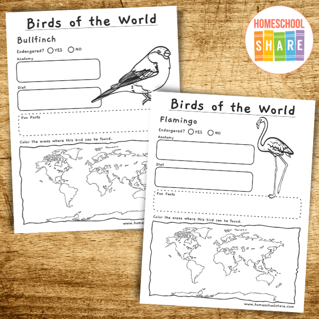 bird research worksheet
