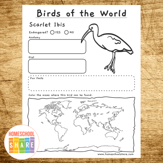 bird research worksheet